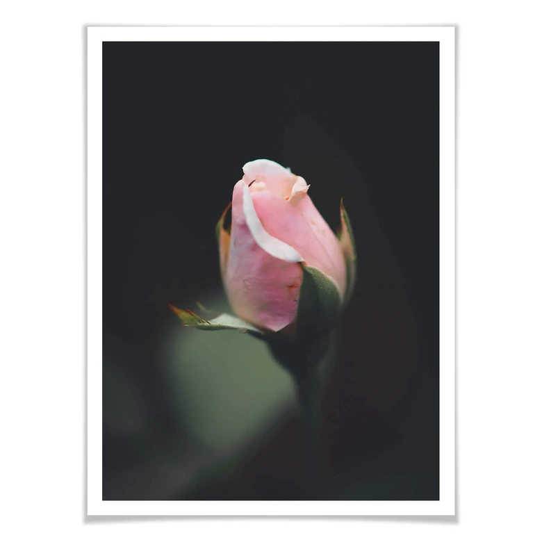 Poster Rosa Blüte einer Rose 