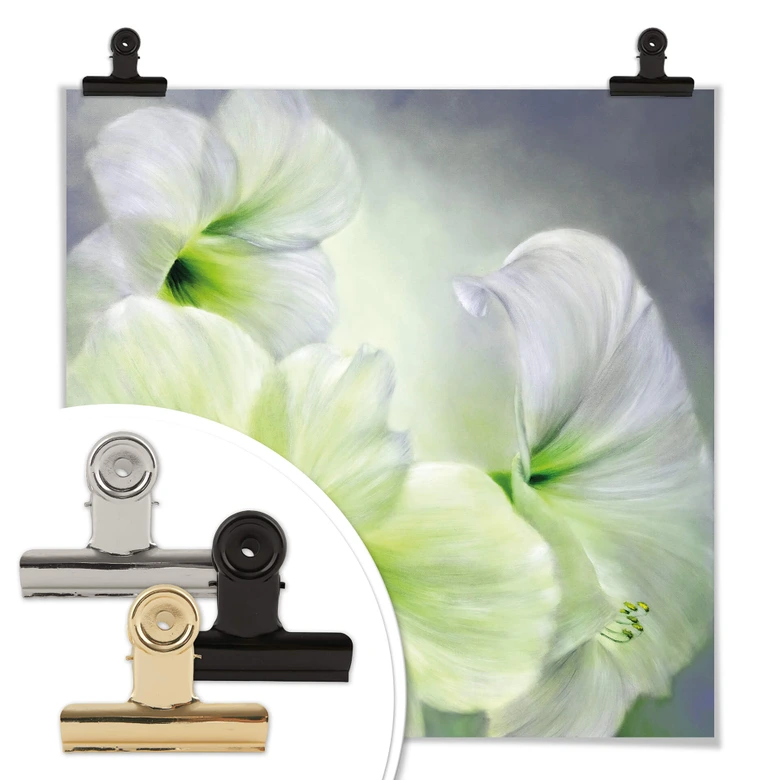 Poster Schmucker - Weiße Amaryllis 