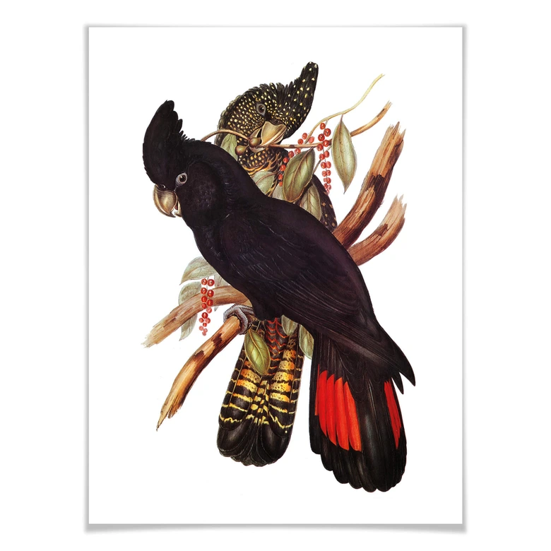 Plakat z czarnym kakadu 