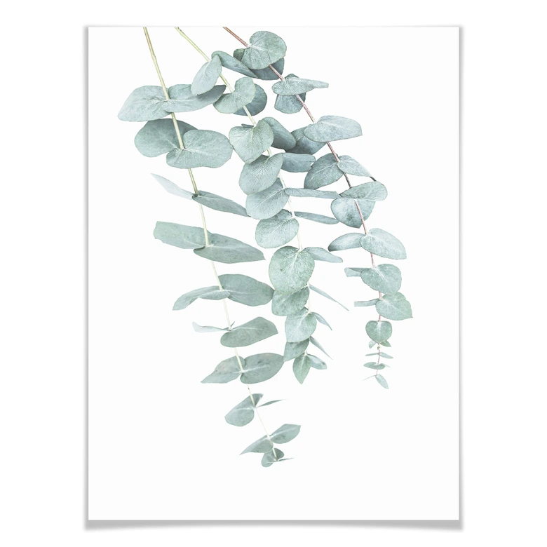 Poster Sisi & Seb - Eucalyptus 