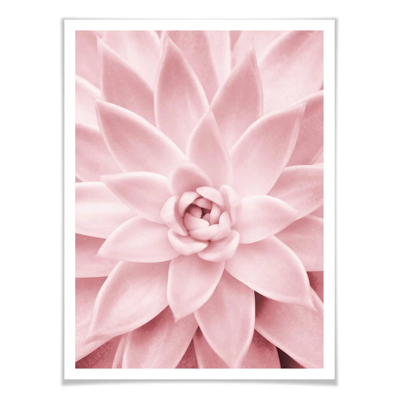 Poster Sisi & Seb - Rosa Sukkulente 