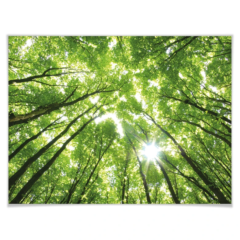 Poster Sunny Forest 2 