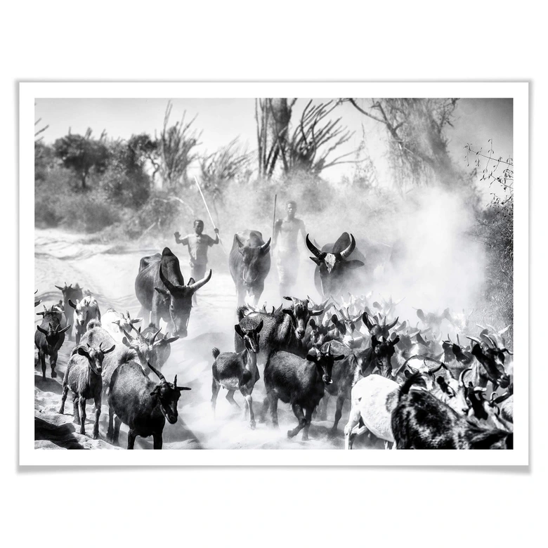 Poster Tagliarino - Ziegenherde in Afrika 