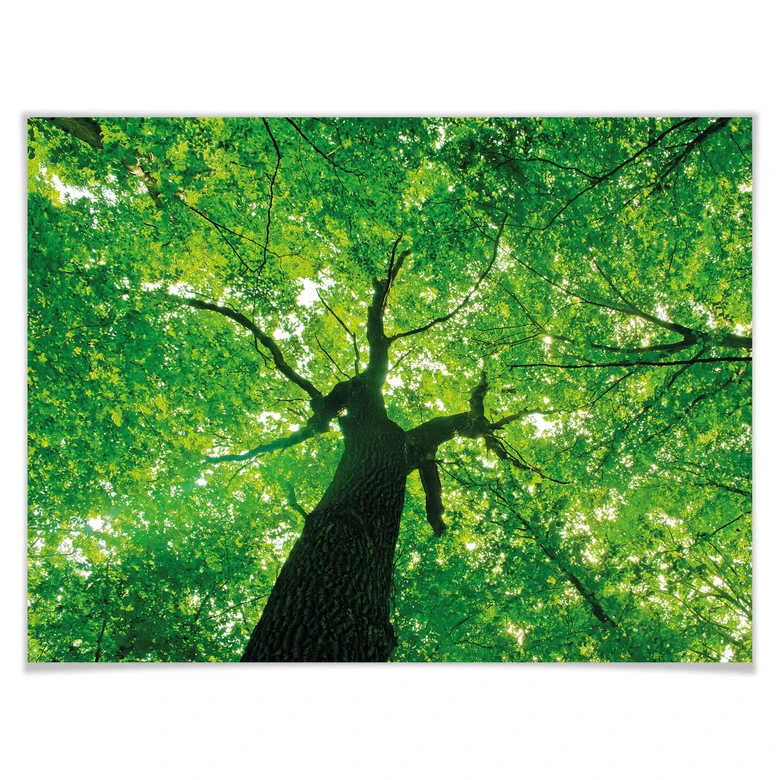 Poster Under the Trees 