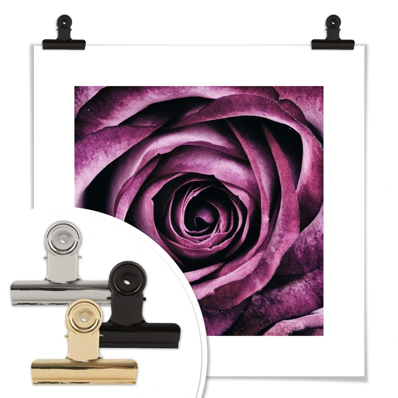 Poster Violet Rose 