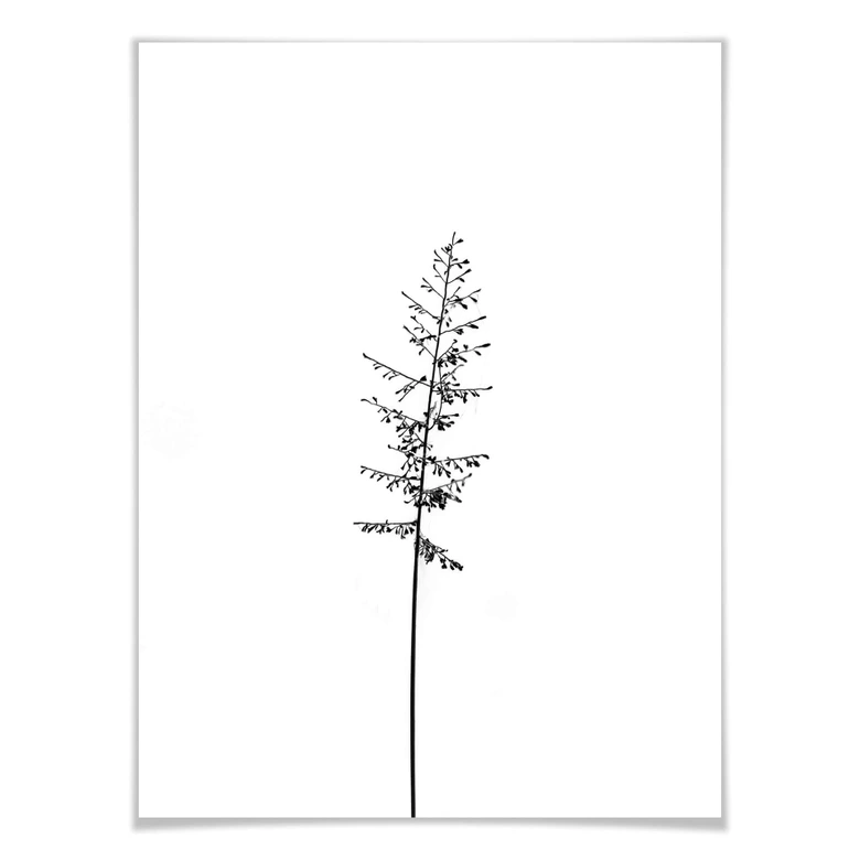 Poster Wiesengräser 