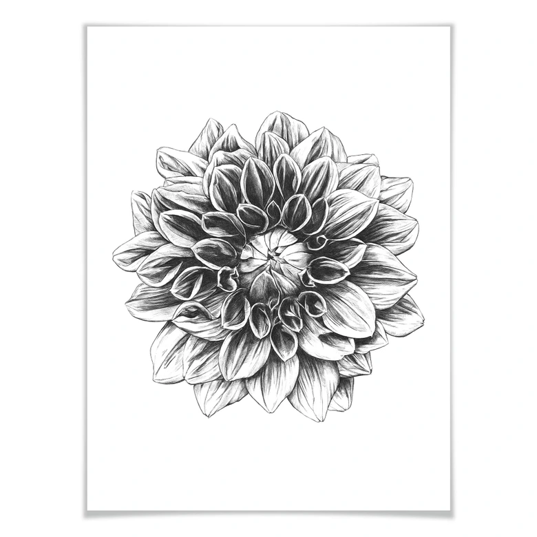 Poster Kools - Dahlia 