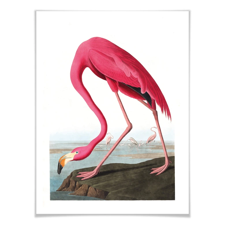 Plakat Pink Flamingo 