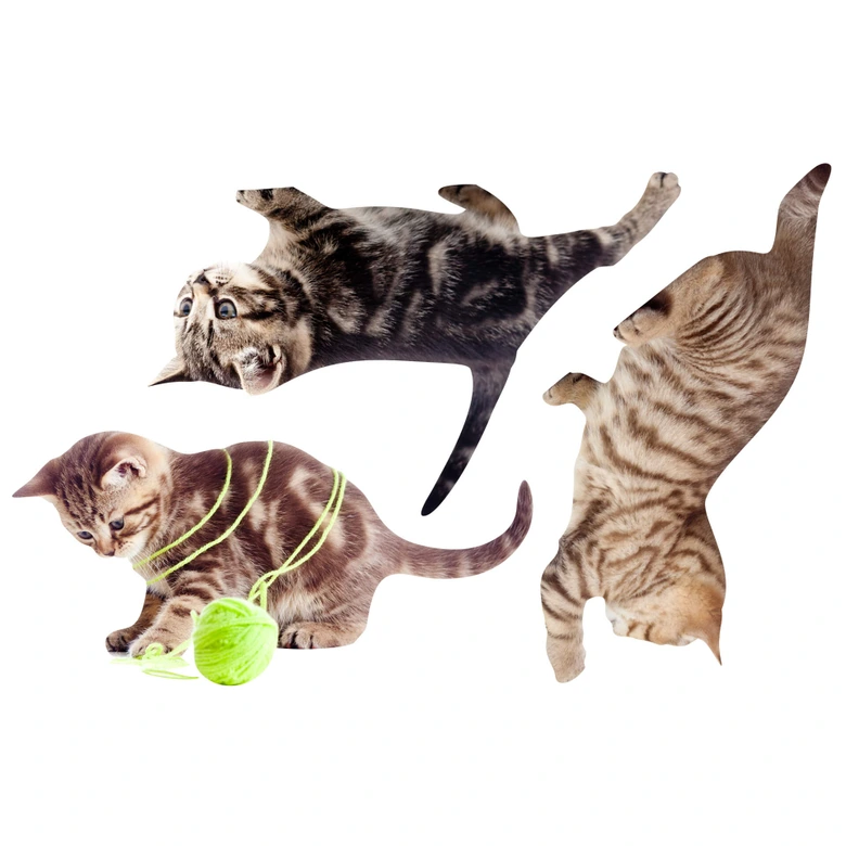 Wandtattoo  Real Baby Cats Set 02 