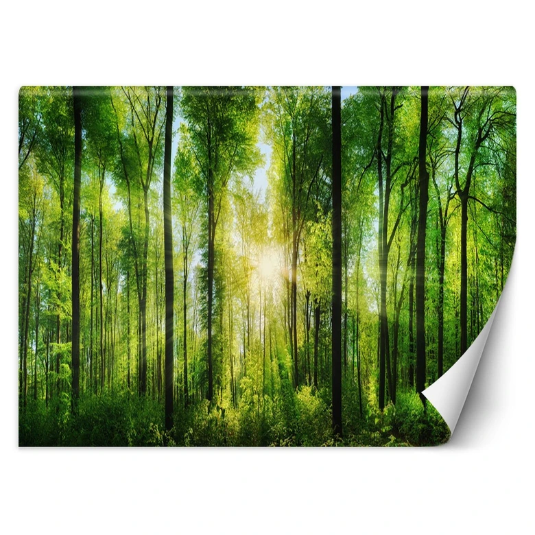 Fototapete, Sonnenstrahlen im Wald 