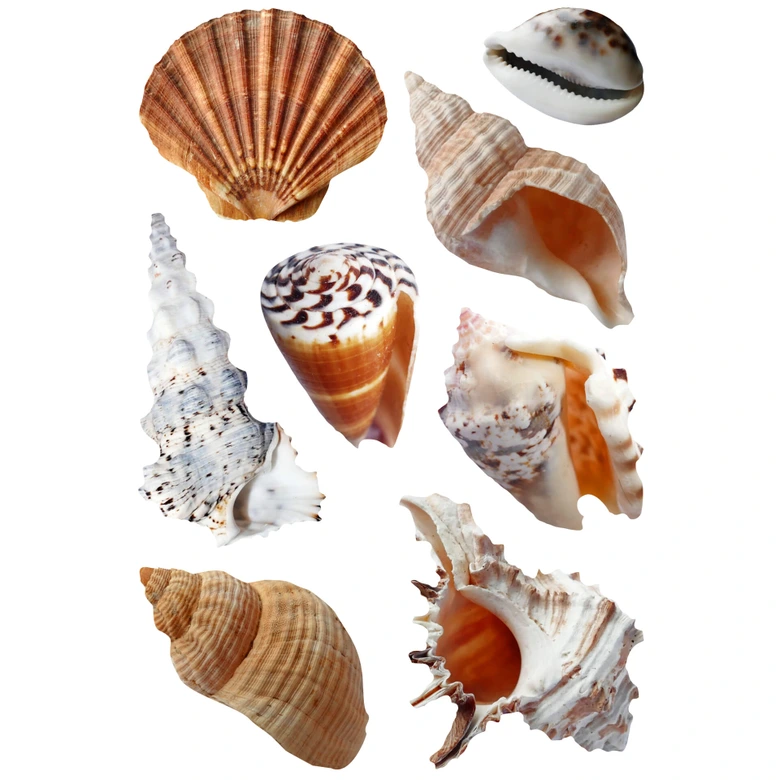 Muursticker set Schelpen 