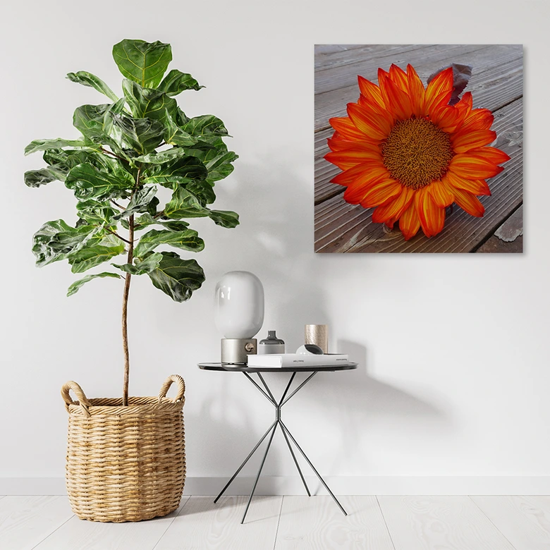 Leinwandbild, Orangefarbene Sonnenblume 