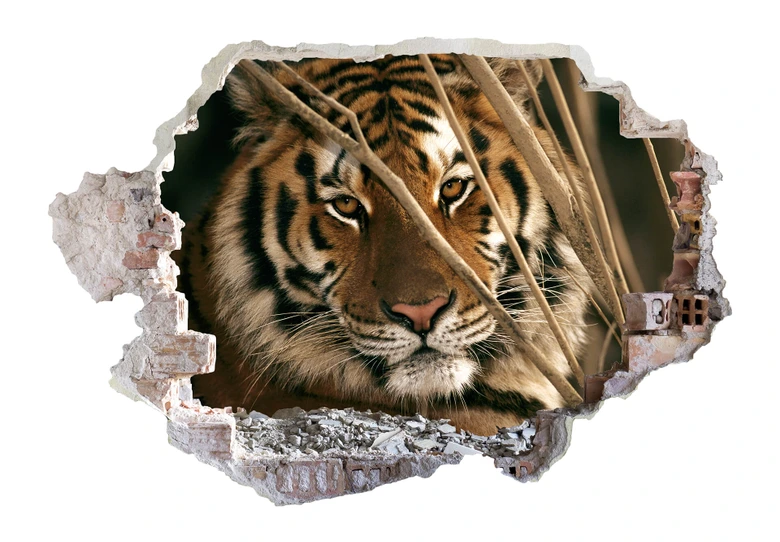3D Wandtattoo National Geographic Tiger 