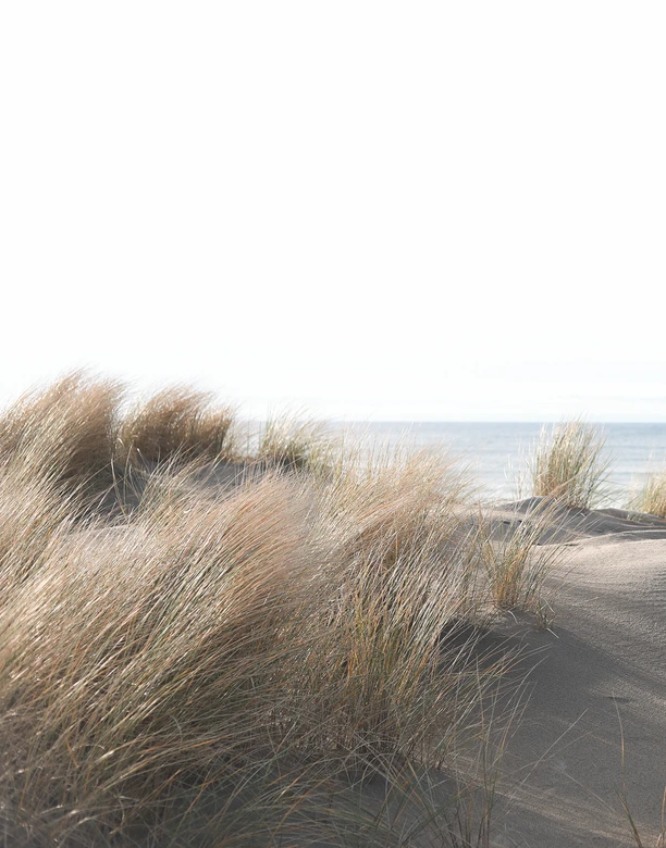 Photo wallpaper with grass by the sea beige,Flower 2,70 x 2,12 m 