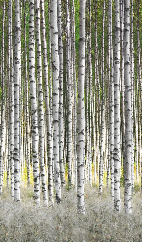 Fototapete mit Birken im Wald Weiß, Grün ,Floral 2,70 x 1,59 m 