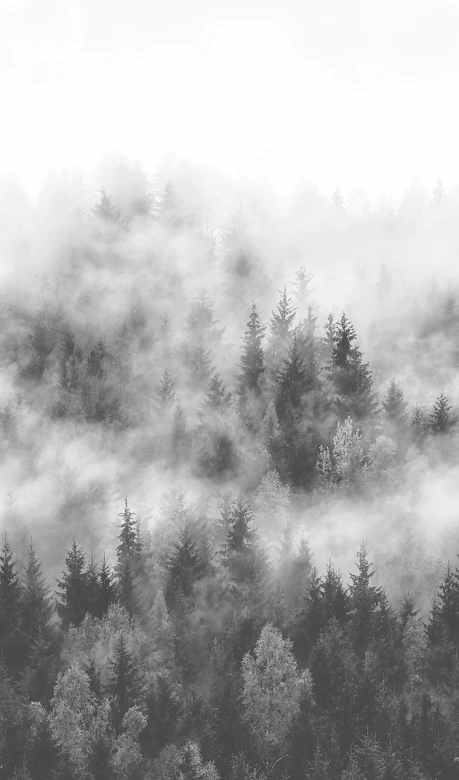 Fototapete mit Wald im Nebel Grau ,Floral 2,70 x 1,59 m 