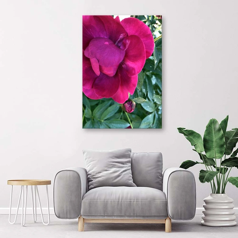 Canvas schilderij, Pioenroos bloemen 