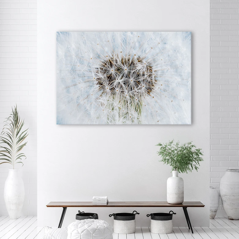 Canvasbillede, Hvide mælkebøtteplanter 
