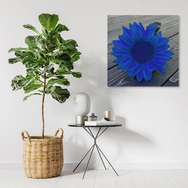 Leinwandbild, Blaue Sonnenblume 