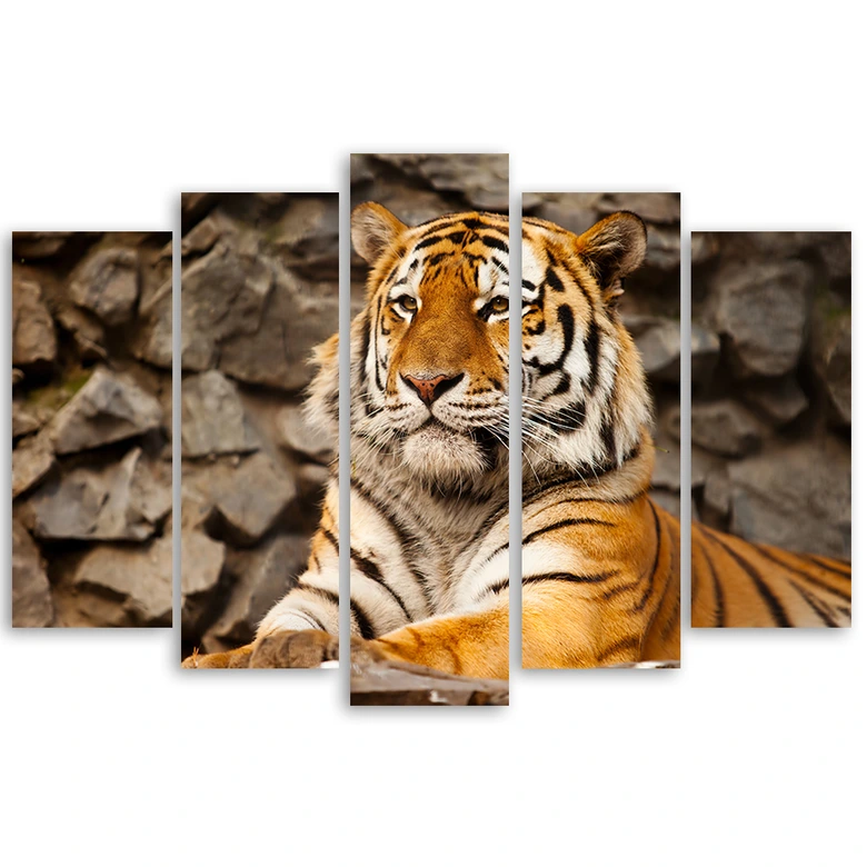 Canvas print 5 stuks, Afrika tijger dieren 