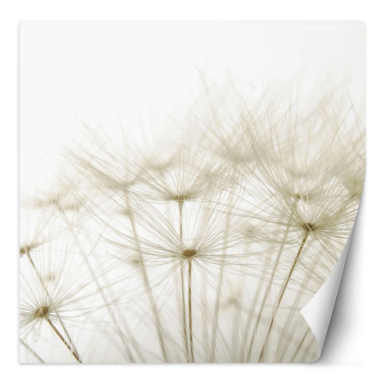 Fototapete, Pusteblume in Weiß 