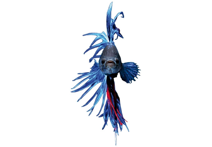 Fensterbild Glowfish 