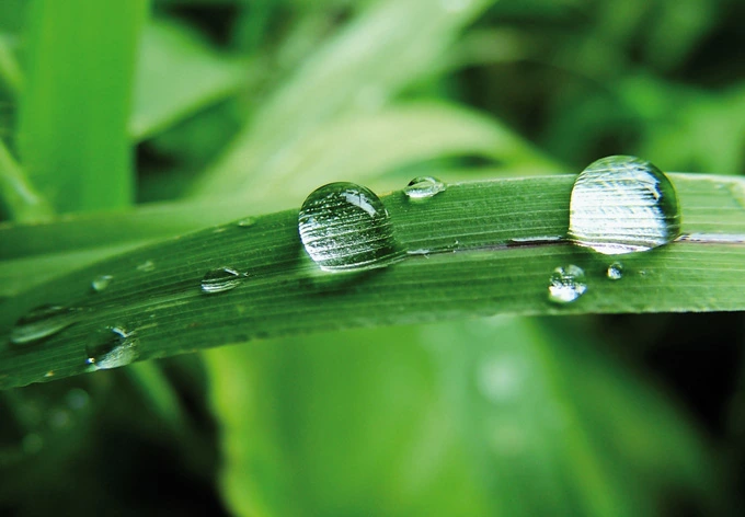 Window decor: Nature 4 