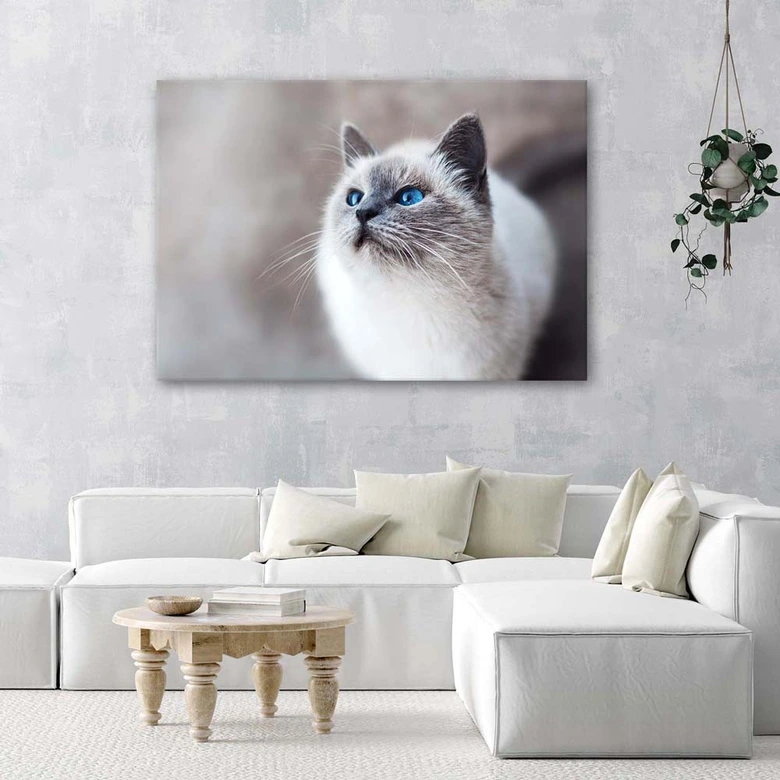 Canvasbillede, Sibiriske kattedyr 