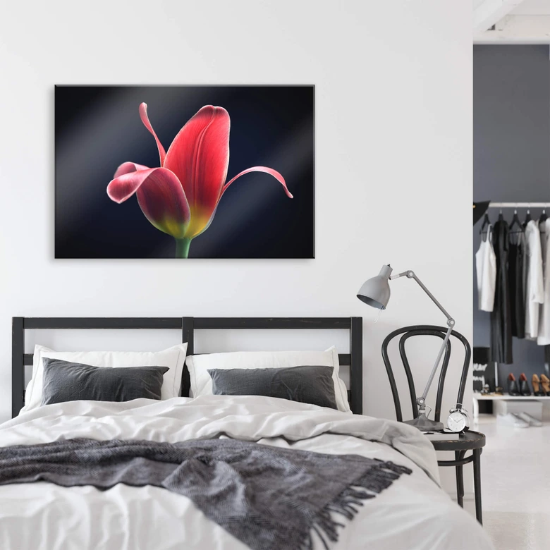 Acrylglas Grønkjær - First Tulip 