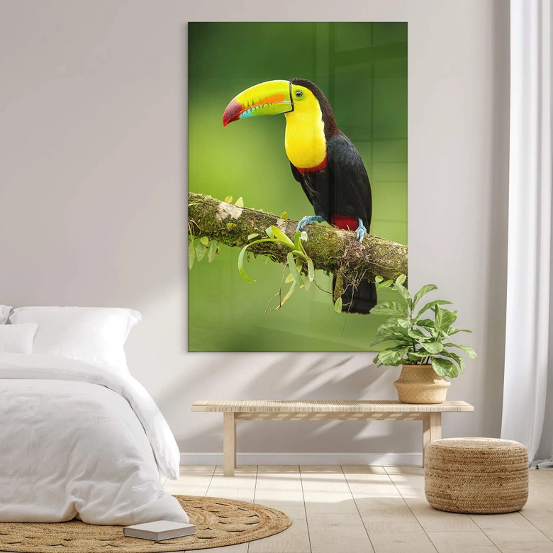 Acrylglasbild van Duijn - Fischertukan in Costa Rica 