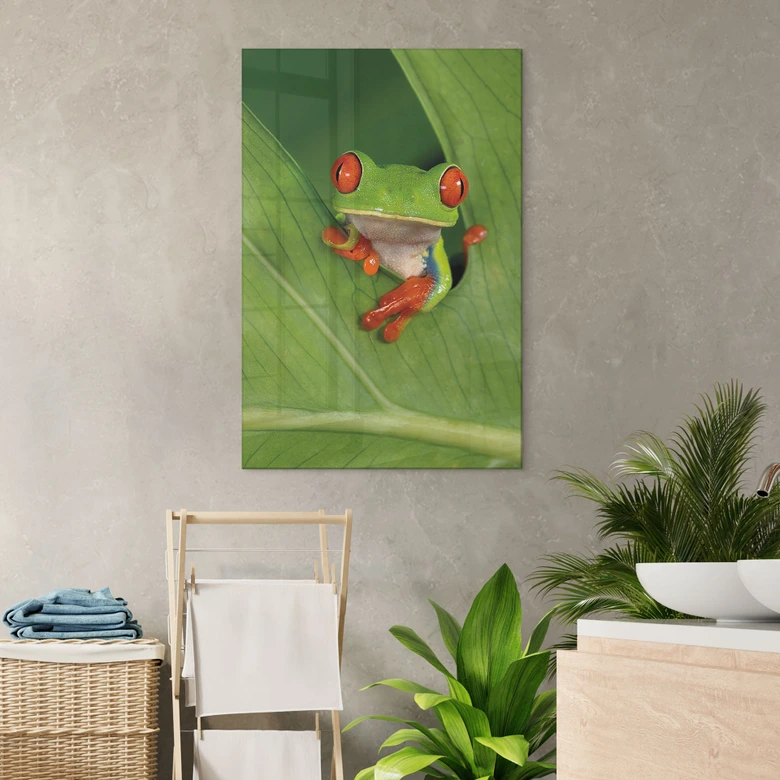 Acrylglasbild Laubfrosch im Regenwald - van Duijn 