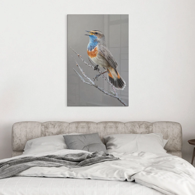 Acrylglasbild Singendes Blaukehlchen - van Duijn 
