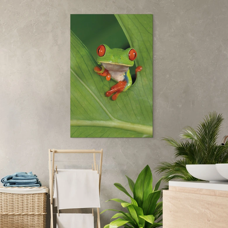 Wandbild Laubfrosch im Regenwald - van Duijn - Alu-Dibond 