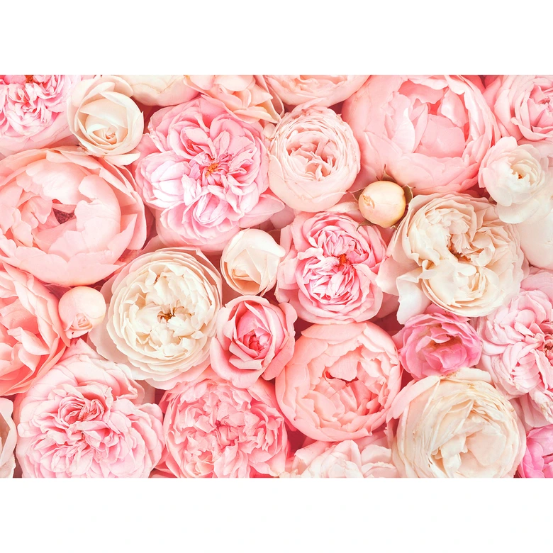Livingwalls Fototapete Designwalls Roses Blumen 