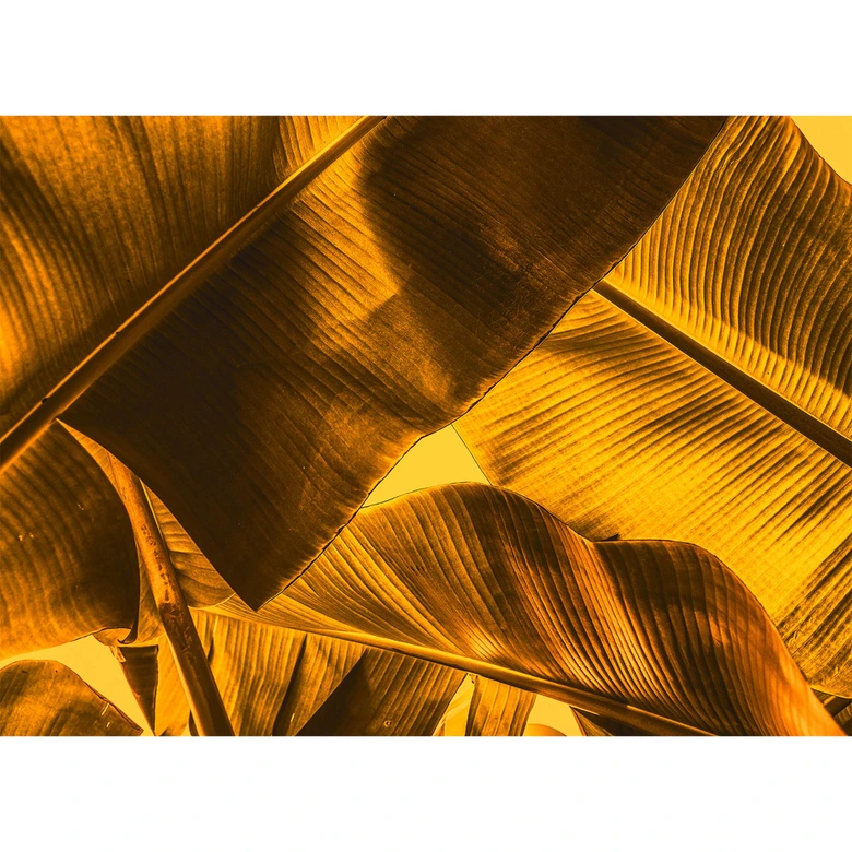 non-woven tapet BrokenLeaf palmetræer jungle fototapet Designwalls i orange og gul  