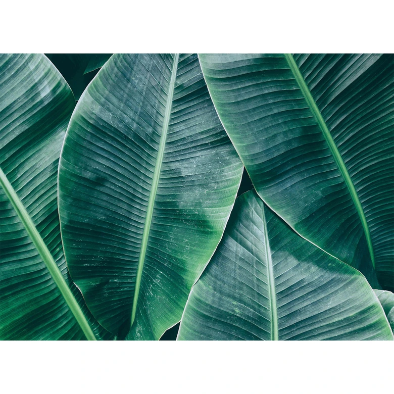Livingwalls Fototapete Designwalls Banana Leaves Natur 