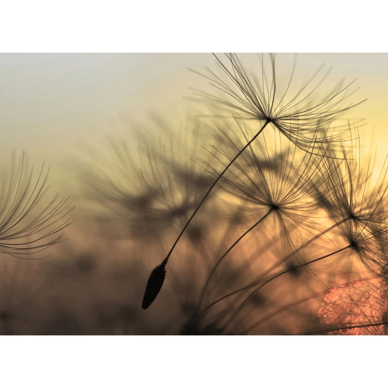 photo wallpaper designwalls in yellow and black non-woven wallpaper FlyingDandelion nature dandelion 