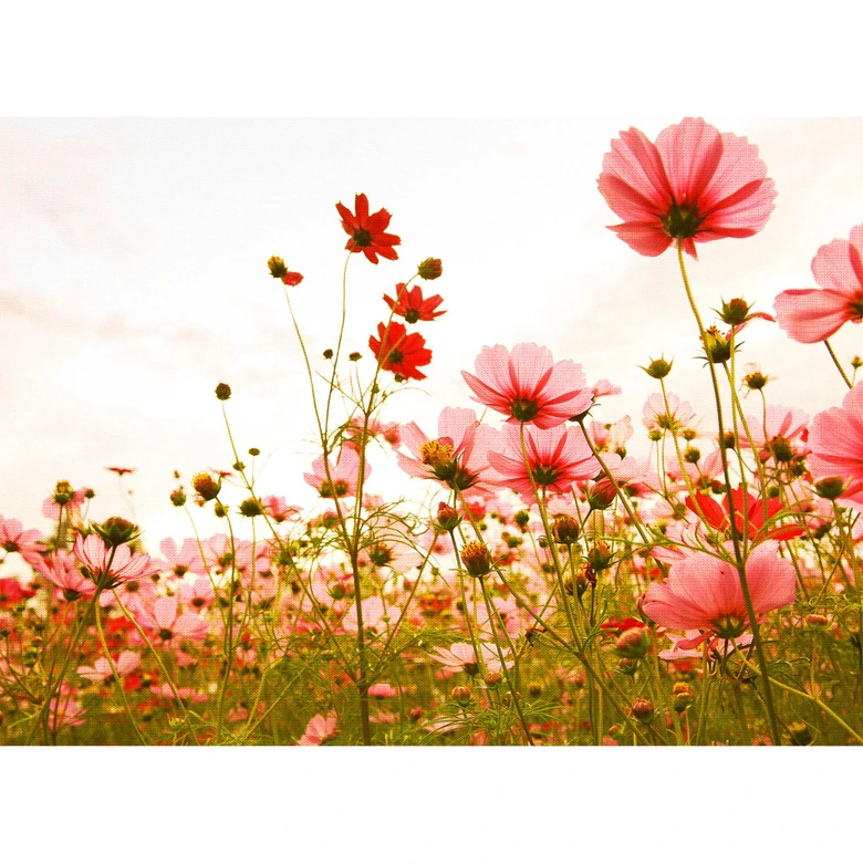 Livingwalls Fototapete Designwalls Flower Meadow Blumen 