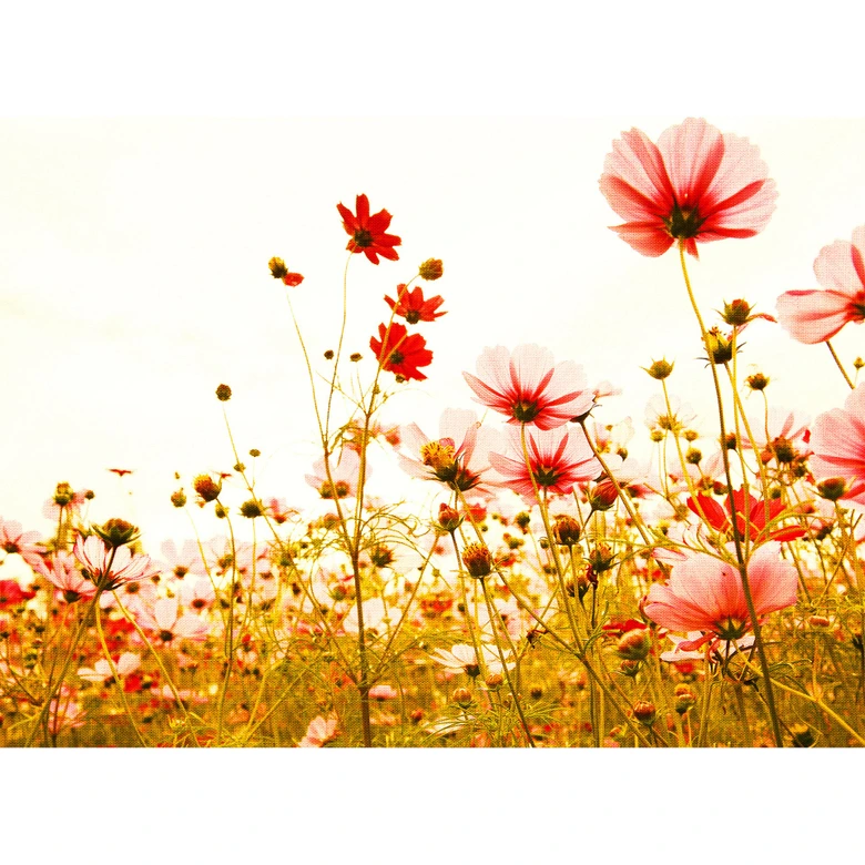 Grøn og pink non-woven tapet Designwalls FlowerMeadow natur valmuer 