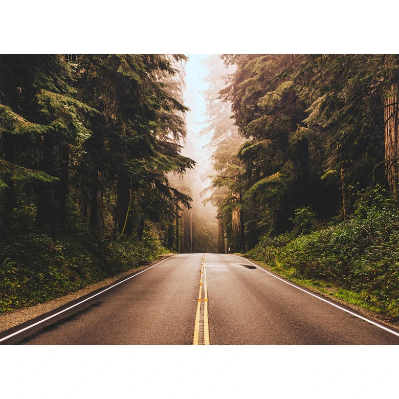 Livingwalls Fototapete Designwalls Road Trip Wald 