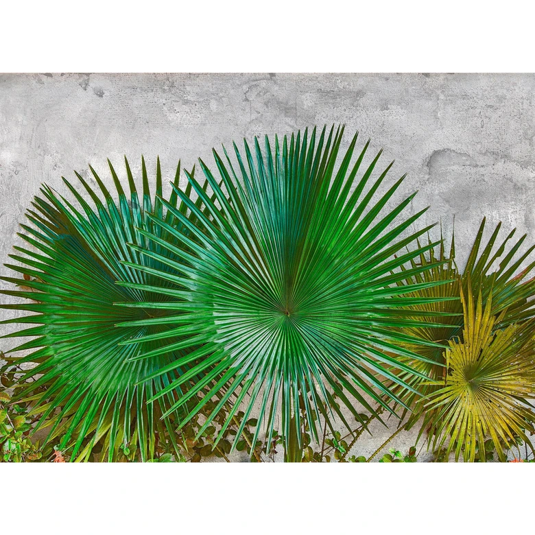 Livingwalls Fototapete Designwalls Agave Leaves Palmen 