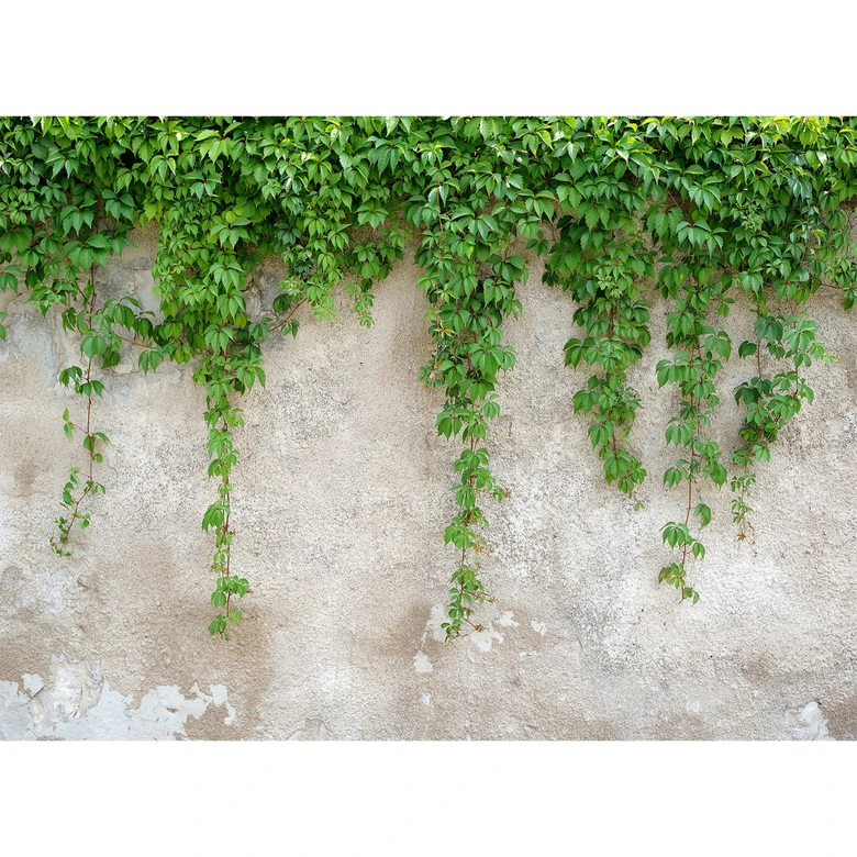 Livingwalls Fototapete Designwalls Climbing Leaves Natur 