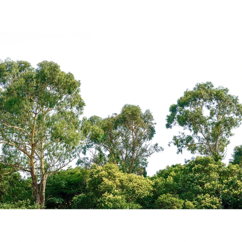 Livingwalls Fototapete Designwalls Treetop Wald 
