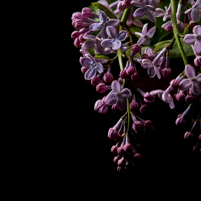 Fototapete Blumen DarkFlowers1 in schwarz lila - Vliestapete Designwalls 2 - 2,55 x 3,5 m 