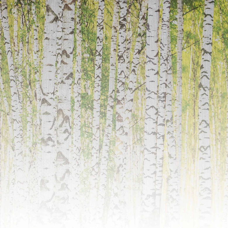 Fototapete Birkenwald BirchForest2 in grau weiß - Vliestapete Designwalls 2 - 2,55 x 3,5 m 