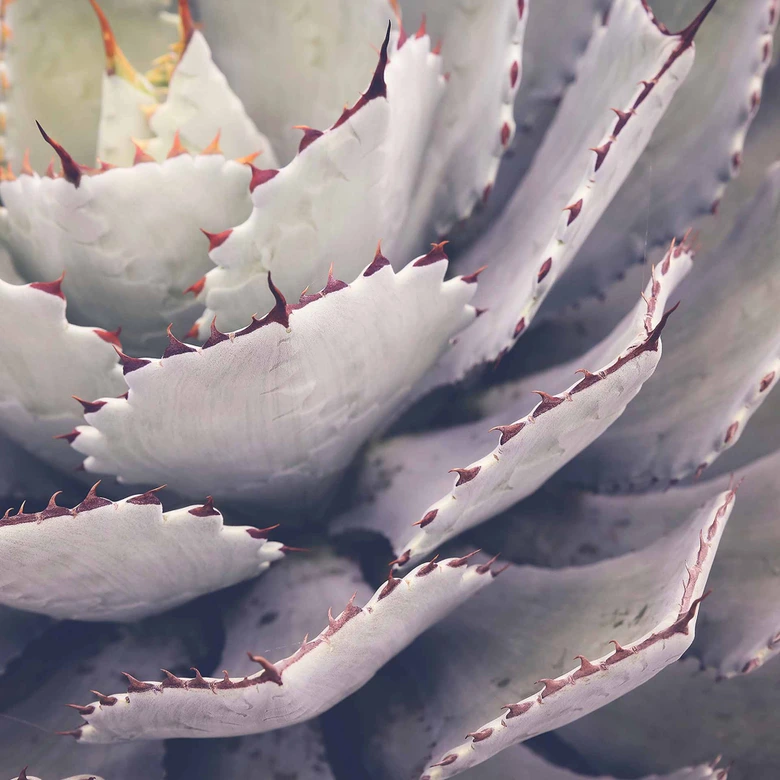 Fototapete Natur Cactusplant in lila grau - Vliestapete Designwalls 2 - 2,55 x 3,5 m 