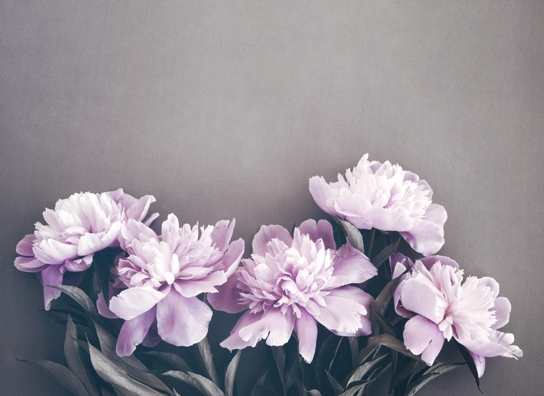 Fototapete Blumen PinkPeonies in grau violett - Vliestapete Designwalls 2 - 2,55 x 3,5 m 