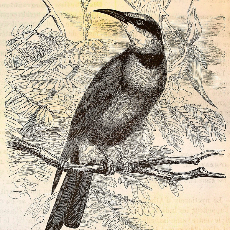 Livingwalls Fototapete Walls by Patel vintage birds 2 