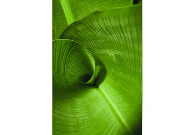 Window decor: Banana leaf 