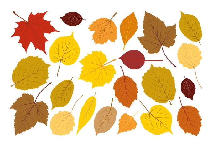 Fensterbild Blätter Set Herbst 01 